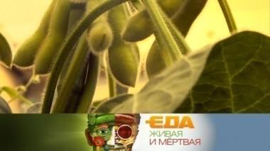 Вся правда о сое, есть ли польза в иван-чае и 5 недооцененных функций кухонной техники 21.10.2017