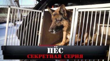 Пёс. Секретная серия 01.03.2020