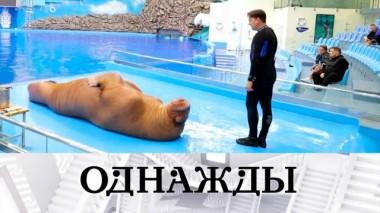 Зверское обаяние звезды из Приморья, мультиинструменталист Олешко и гений Бикбаева 22.07.2022