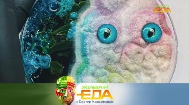 Живая еда / Выпуски / Все о плесени, секреты греческого долголетия и реальные свойства бабл ти 08.06.2023