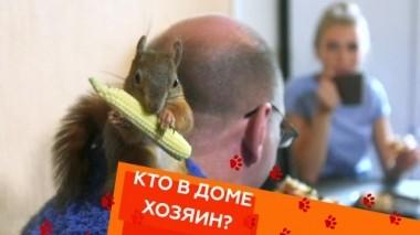 Бельчонок, кот и пес - три истории чудесных спасений 14.09.2018
