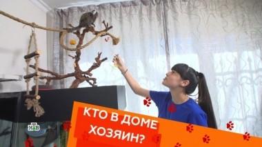 Белоухая игрунка Дианы Анкудиновой и привязанность кокер-спаниеля 19.04.2019