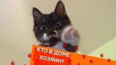Как подружить котенка и пса, слишком ласковые коты и все о каракалах 09.02.2019