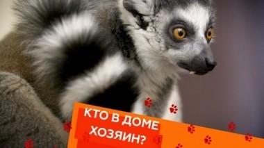 Кошачьи лемуры, зависимость от питомца и все о кошках породы британская шиншилла 02.02.2019