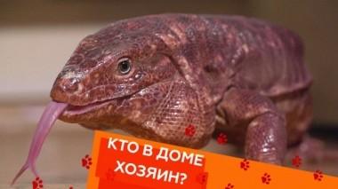 Одинокий аргентинский тегу, вражда между кошками и агрессивный французский бульдог 23.02.2019