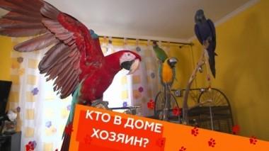 Уход за ара, кот с ожирением и плохая привычка энтлебухер зенненхунда 05.04.2019