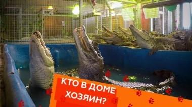 Уход за крокодилом, соперничество собак и перевозка кота 06.06.2019