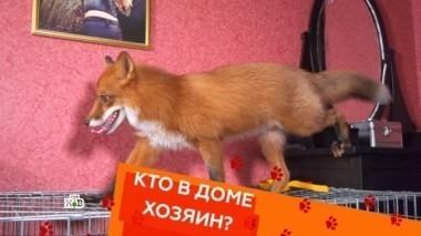 Выпуск четвертый 09.02.2018