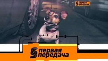 Большой конфликт из-за маленькой собаки и покупка б/у автомобиля у официального дилера 20.04.2019
