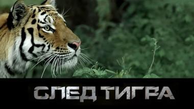 След тигра 27.02.2024