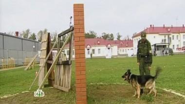 Чемпионат внутренних войск МВД России по многоборью со служебными собаками 02.11.2013