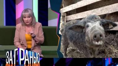 «Ну и свинство!» 13.06.2023
